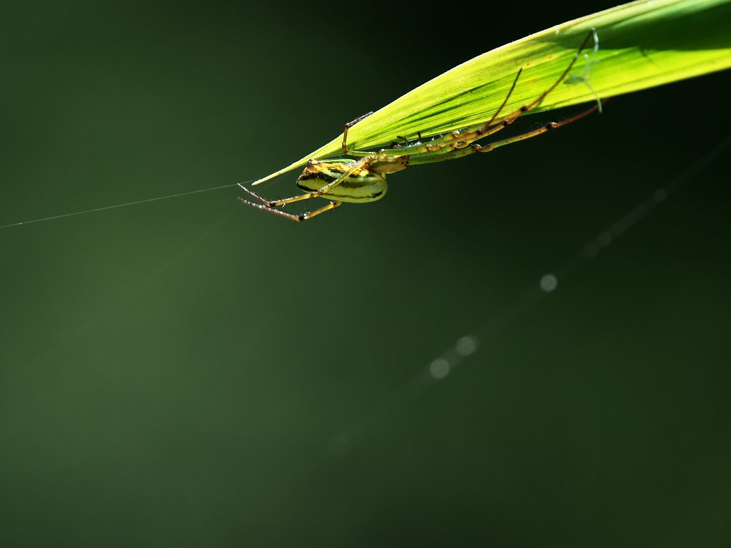 spider
