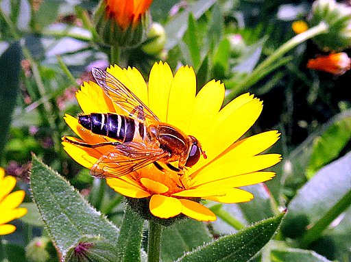 アシブトハナアブと黄色い花