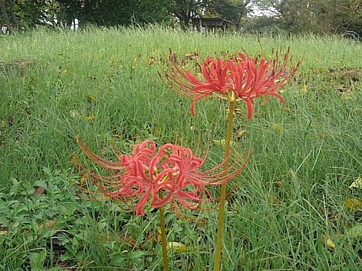 ヒガンバナが咲く公園の広場