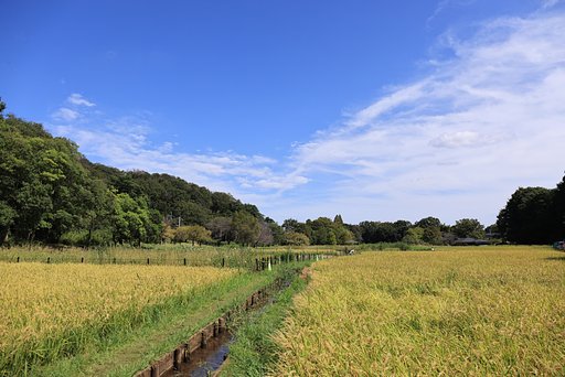 東京、わが町の稔り