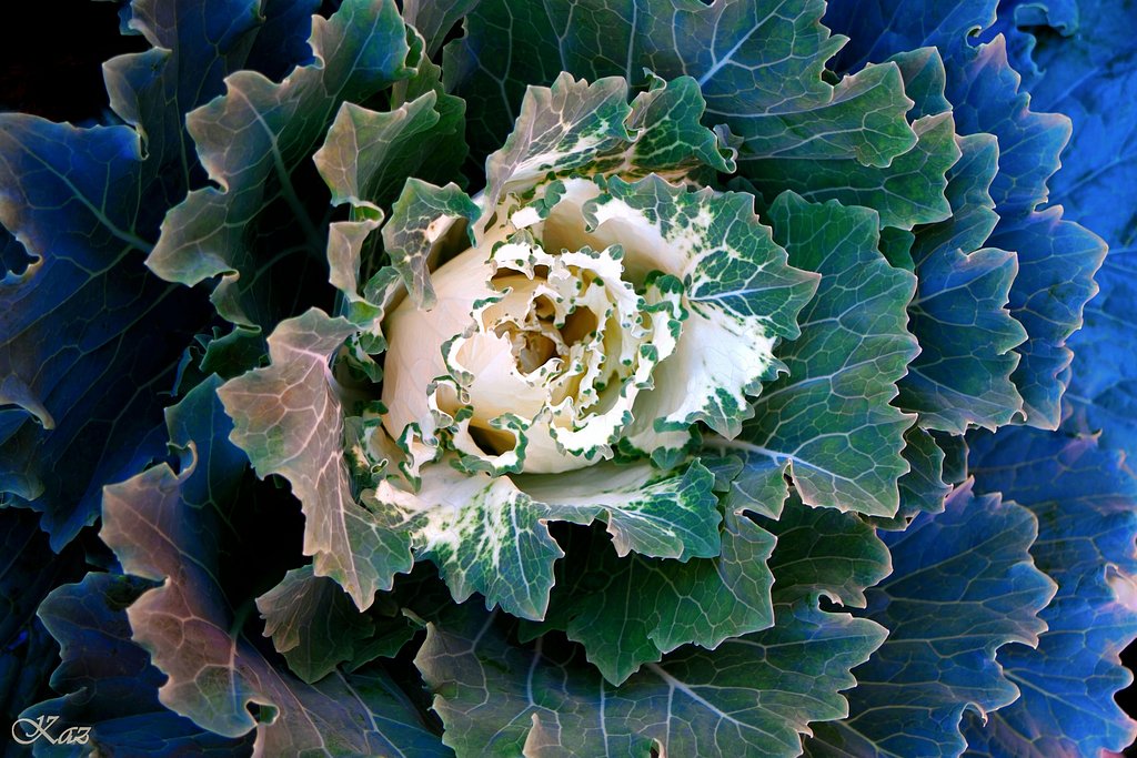 花キャベツ、かな