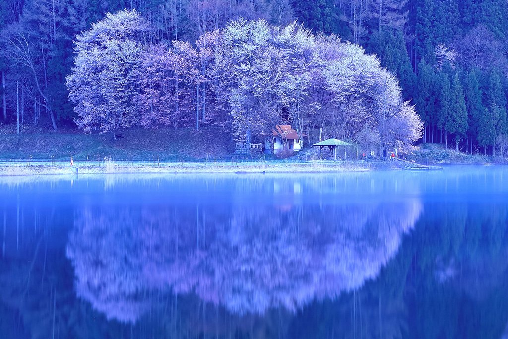 桜の追っかけ