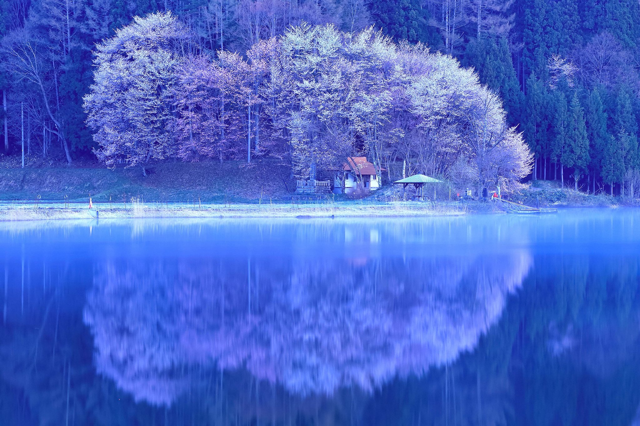 桜の追っかけ