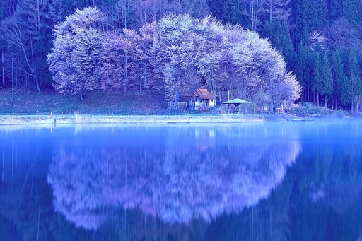 桜の追っかけ