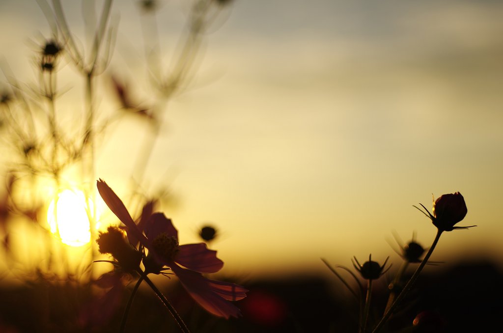 秋桜