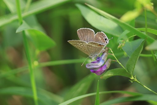 秋の花を追って