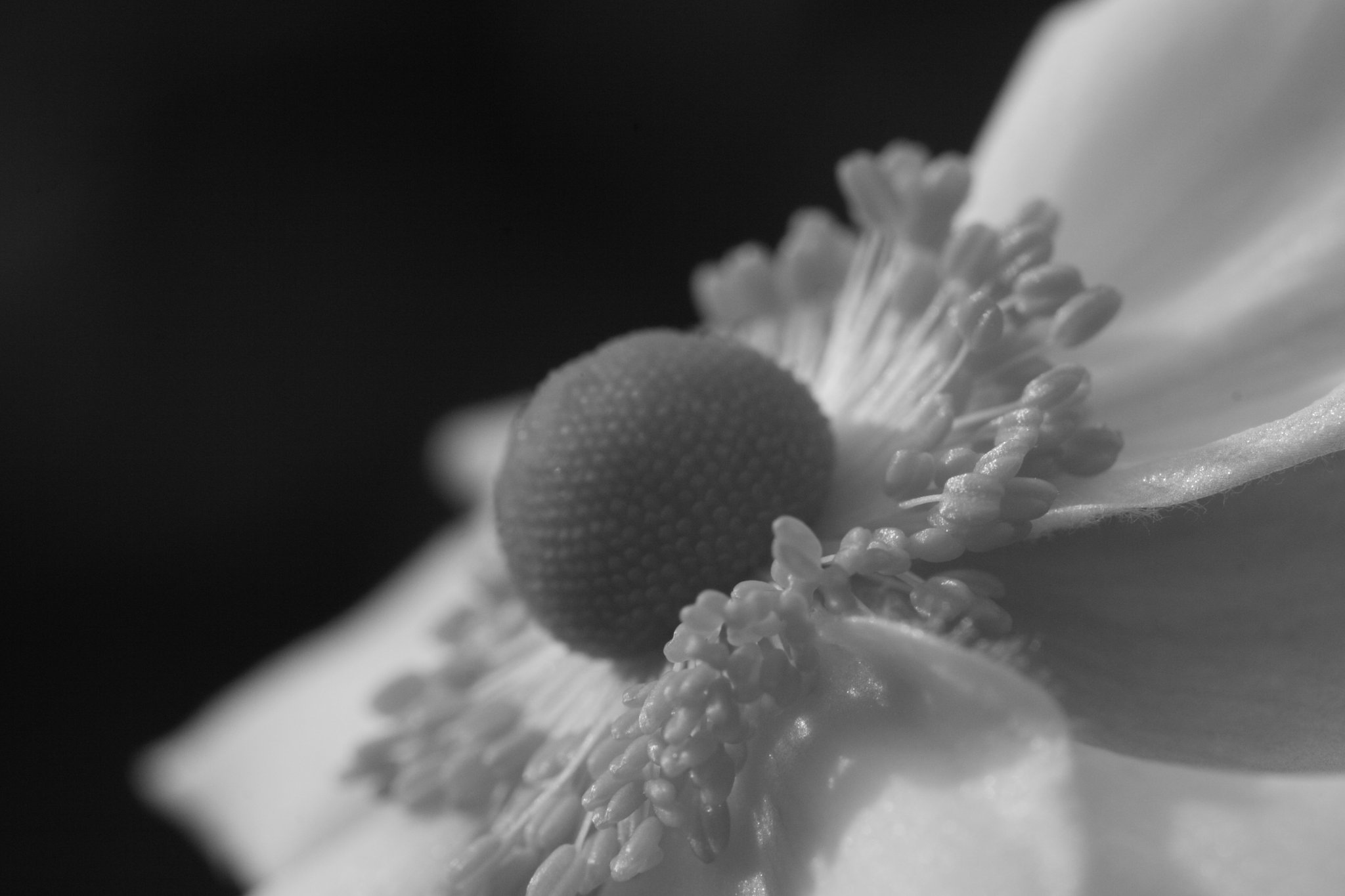 花咲いて