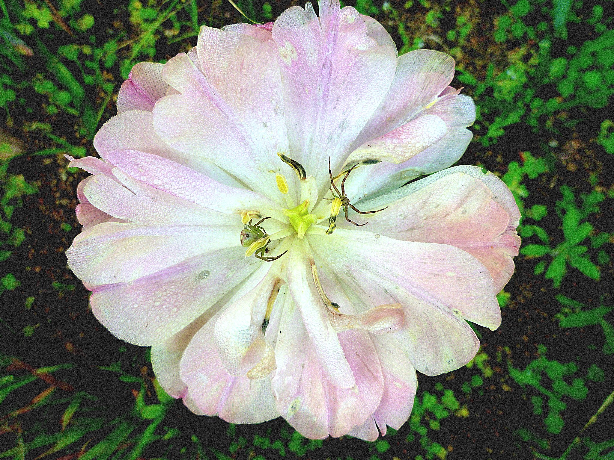 花の中に