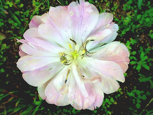 花の中に