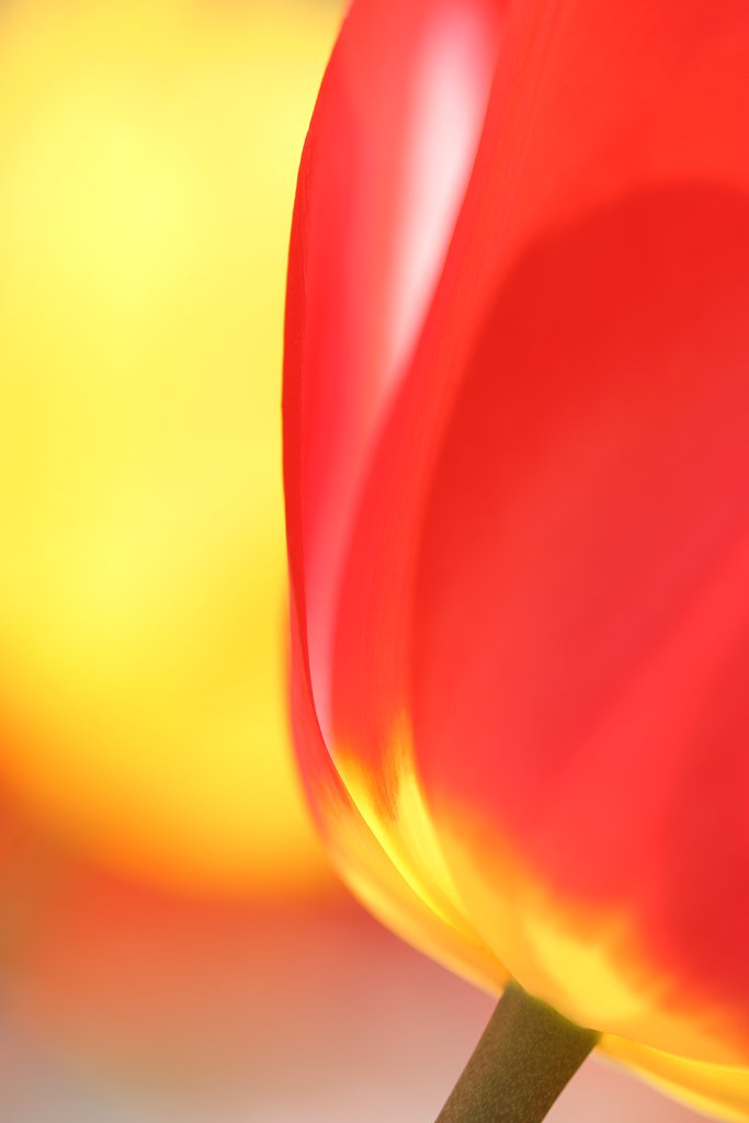 −F2.8　赤と黄色−