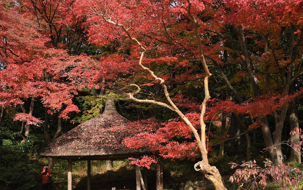 紅葉