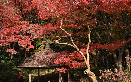 紅葉