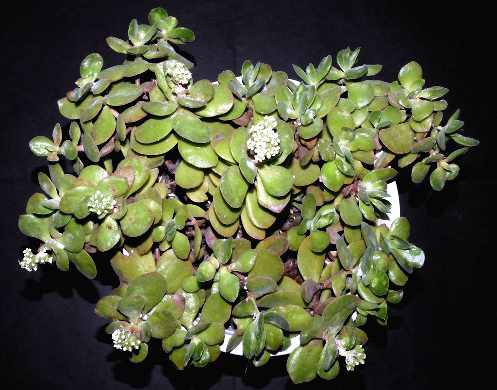 多肉植物