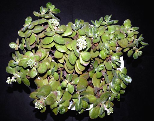 多肉植物