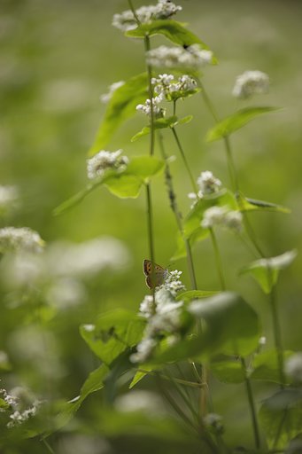 おそばの花かな、、