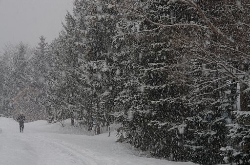 降りしきる春の雪