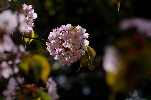 今年最後の桜