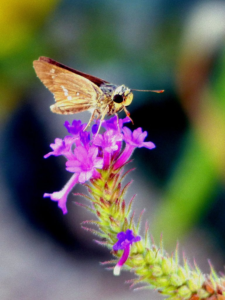 セセリチョウガ留まりました。