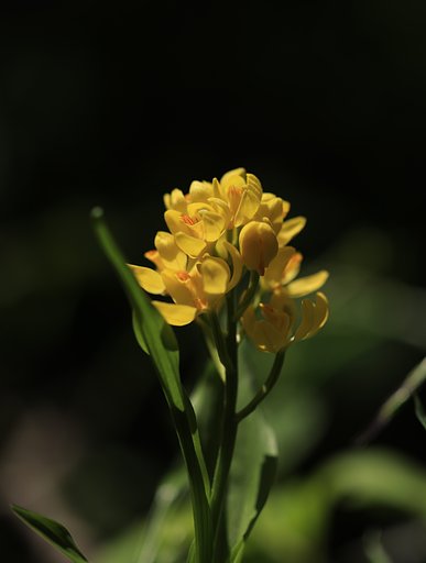 黄金の花束