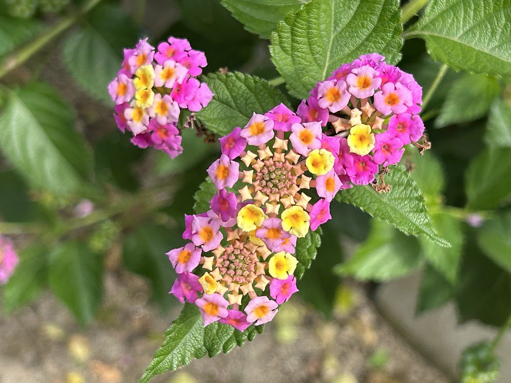 庭の花
