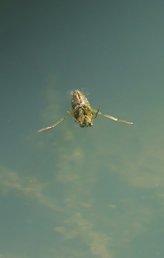 マツモムシ