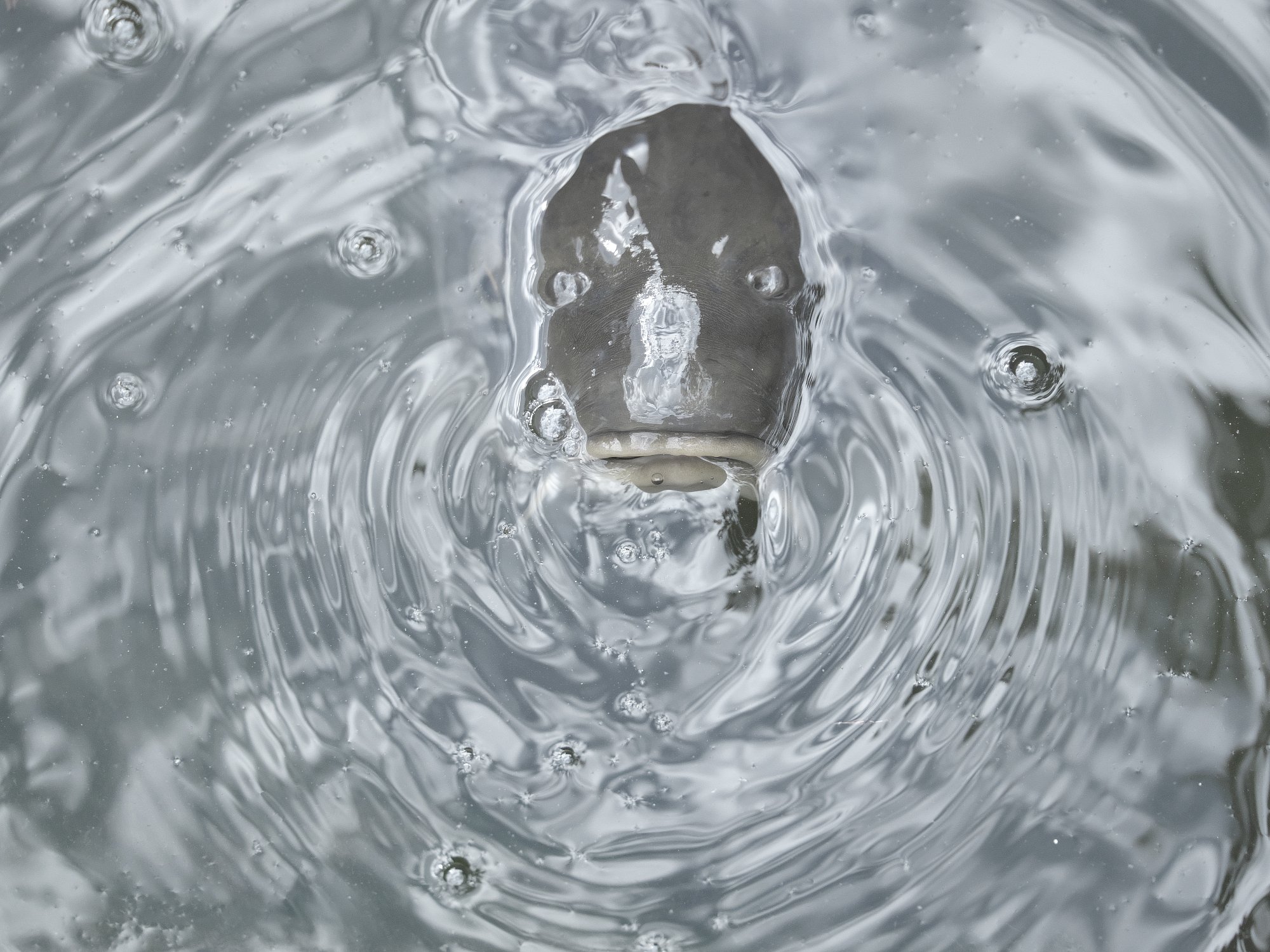 MyFace
