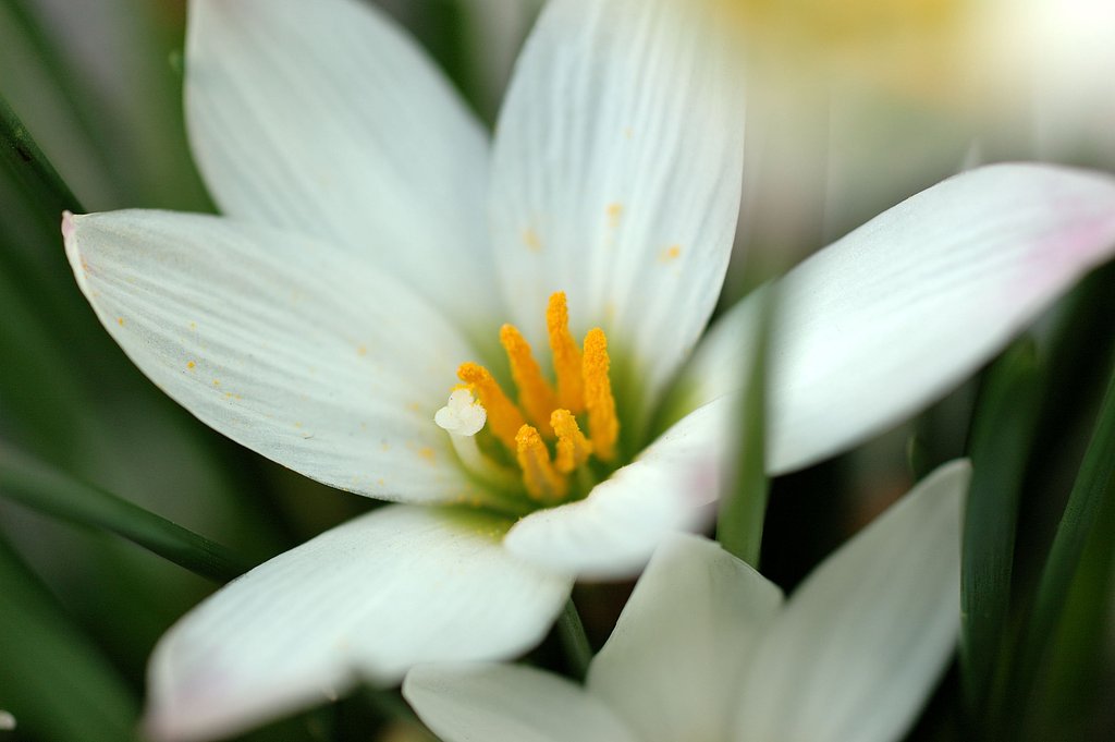 庭に咲く謎の花