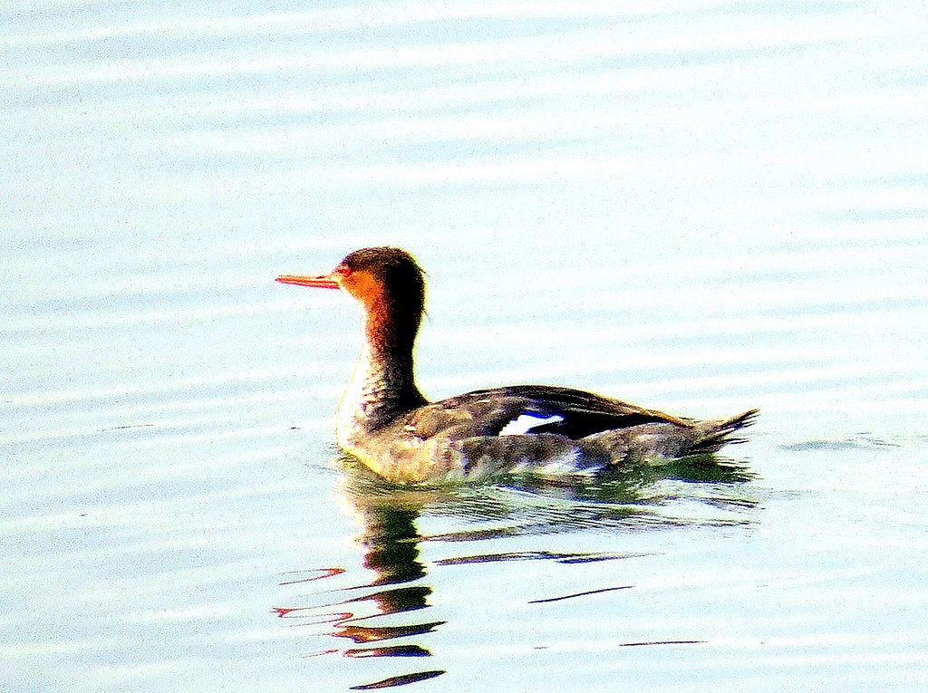 遠い海の鳥