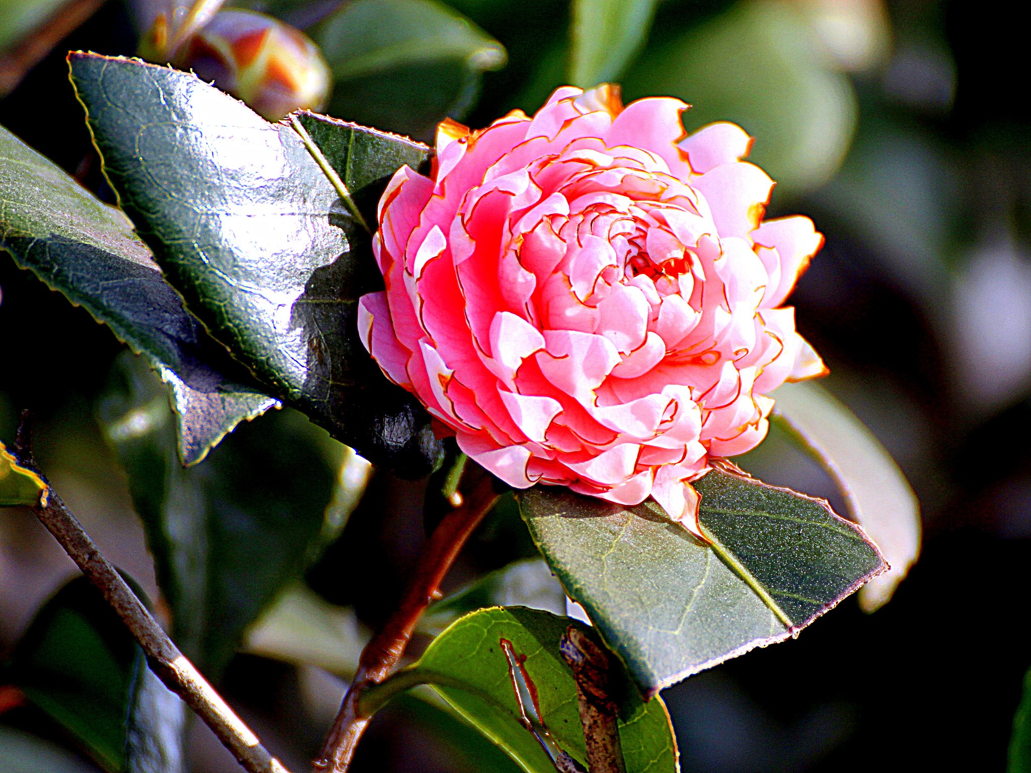 この花も椿