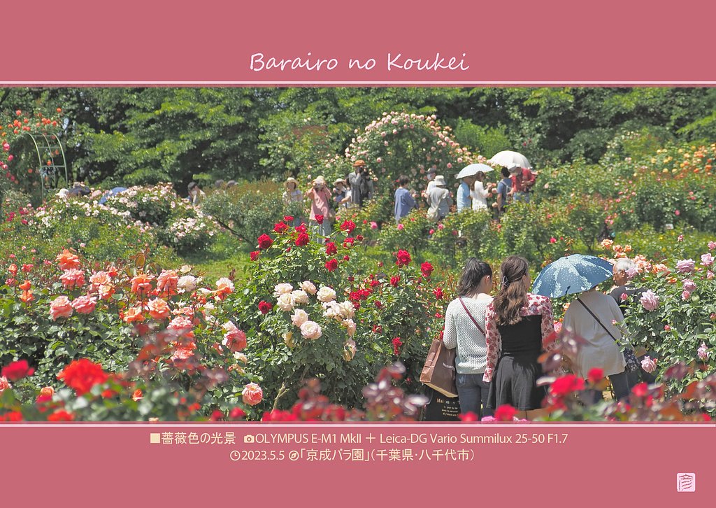 薔薇色の光景