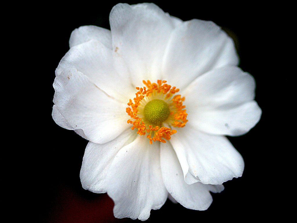 秋明菊UP