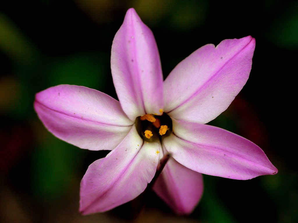 Canon EFS60mmF2.8macro USM