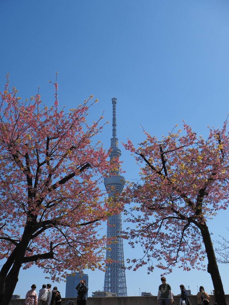 伸び盛り