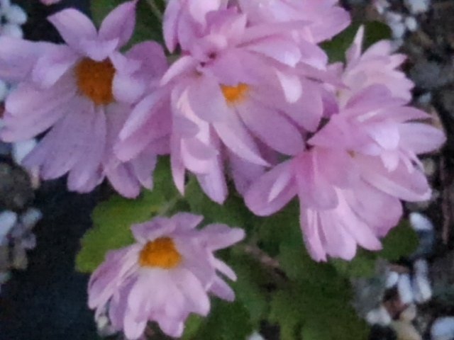 朝の小菊