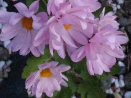 朝の小菊