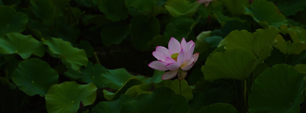 蓮池