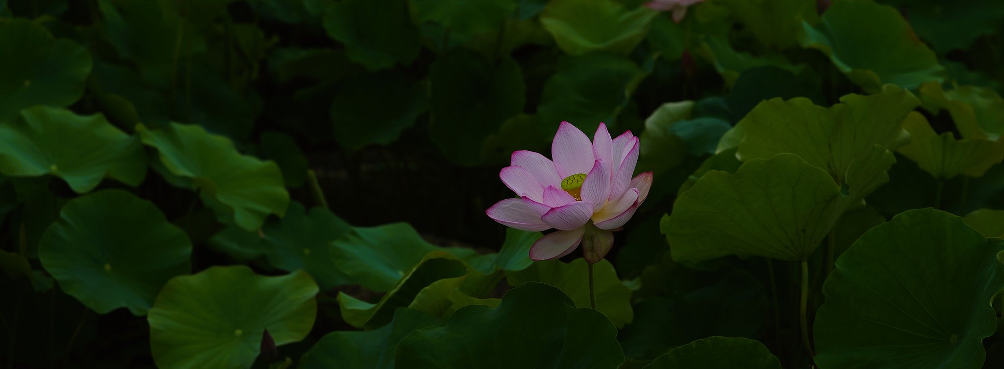 蓮池