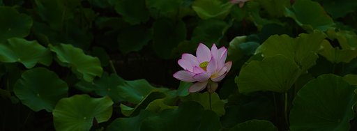 蓮池