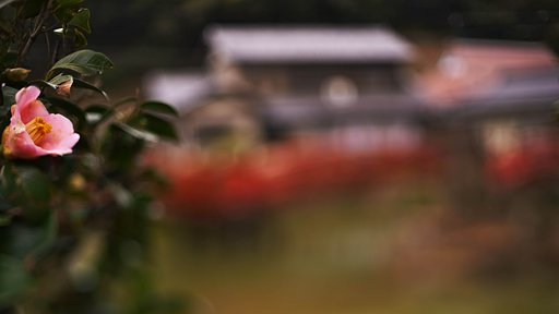 池椿