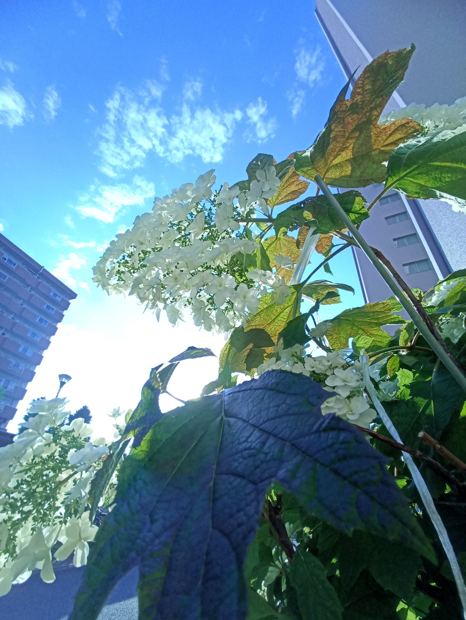 花が重くて