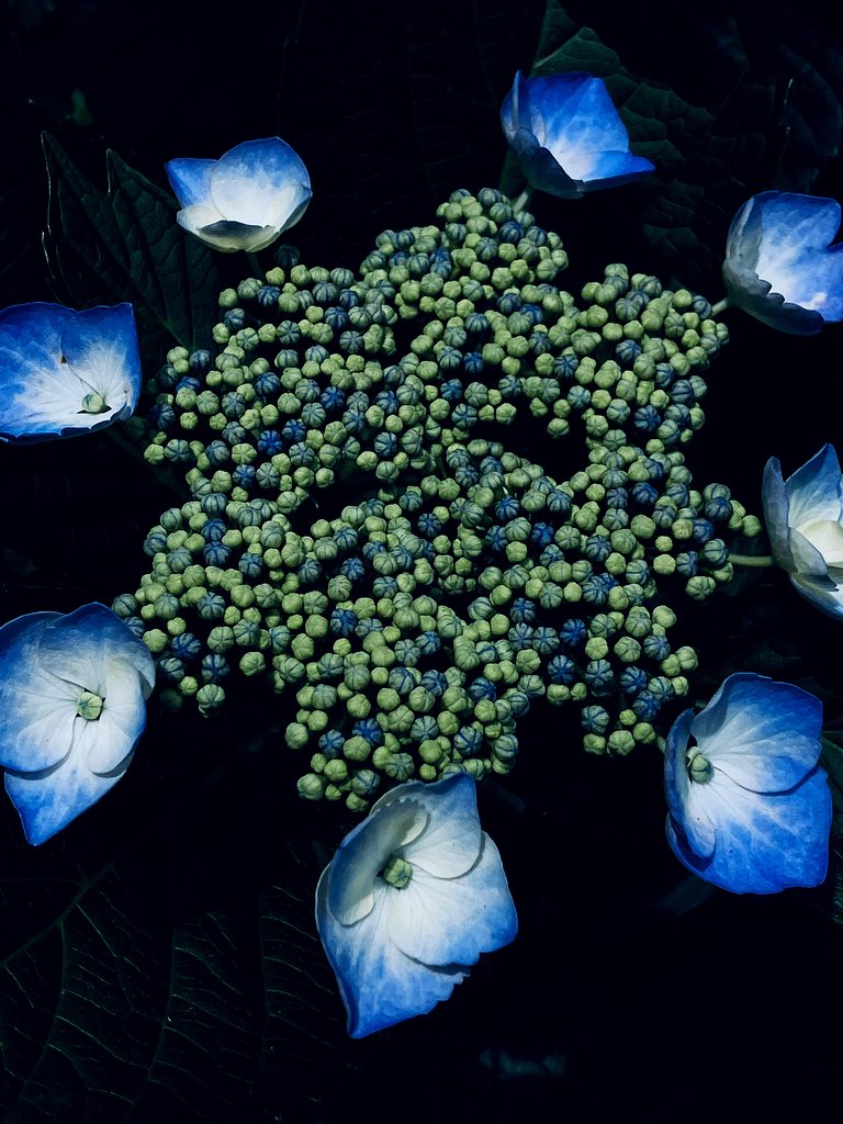 額紫陽花