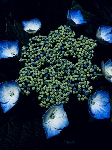 額紫陽花