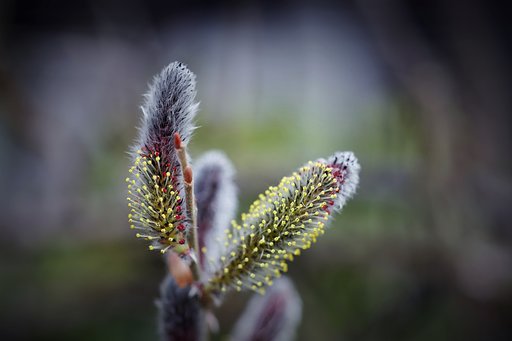赤い葯から黄色い花粉噴出