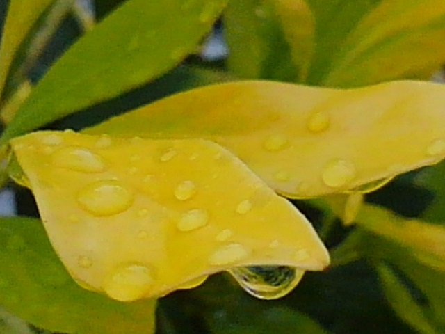 庭の黄色い葉の雫