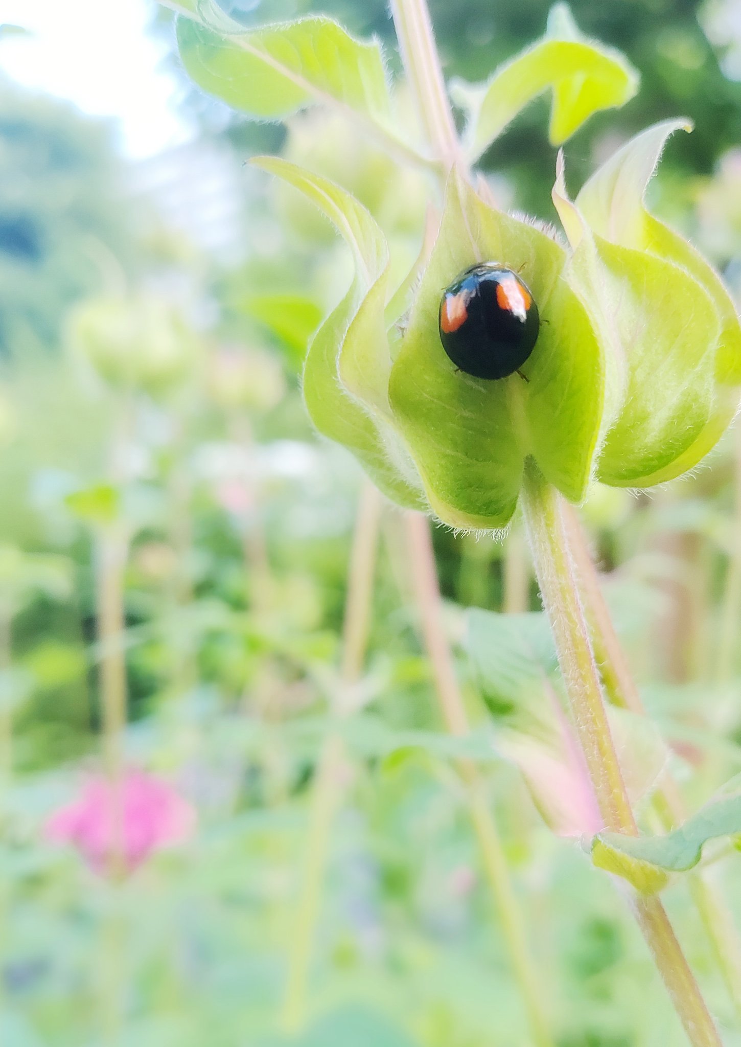 見つけた