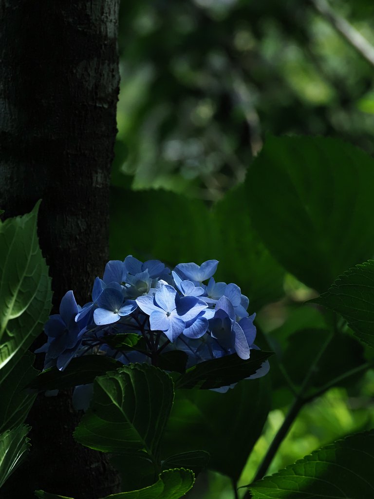 闇光