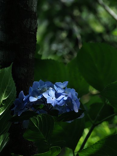闇光