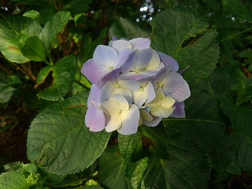 烏ヶ森公園の小さなアジサイ