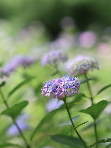 神戸の植物園で
