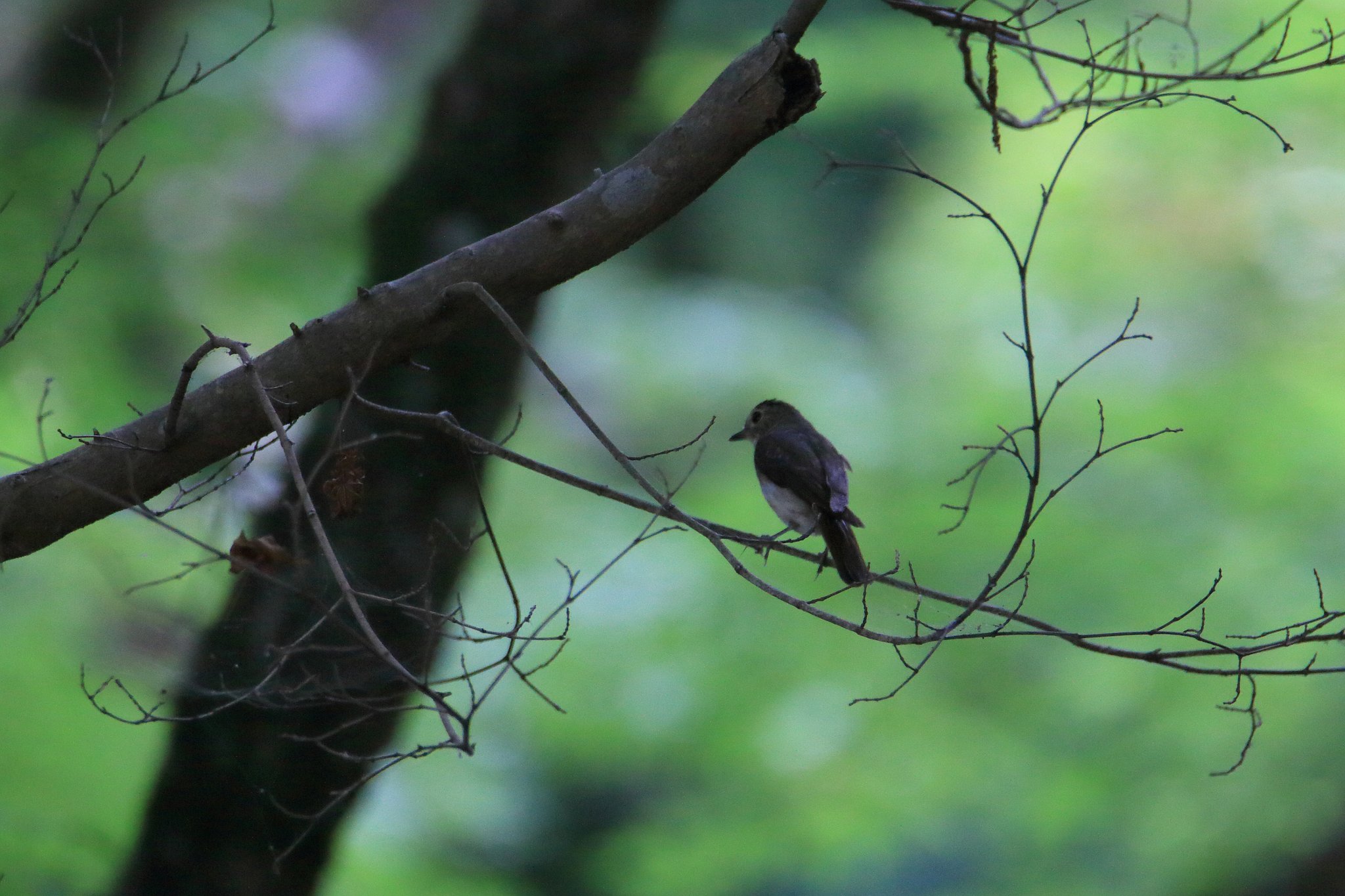 キビタキ幼鳥？